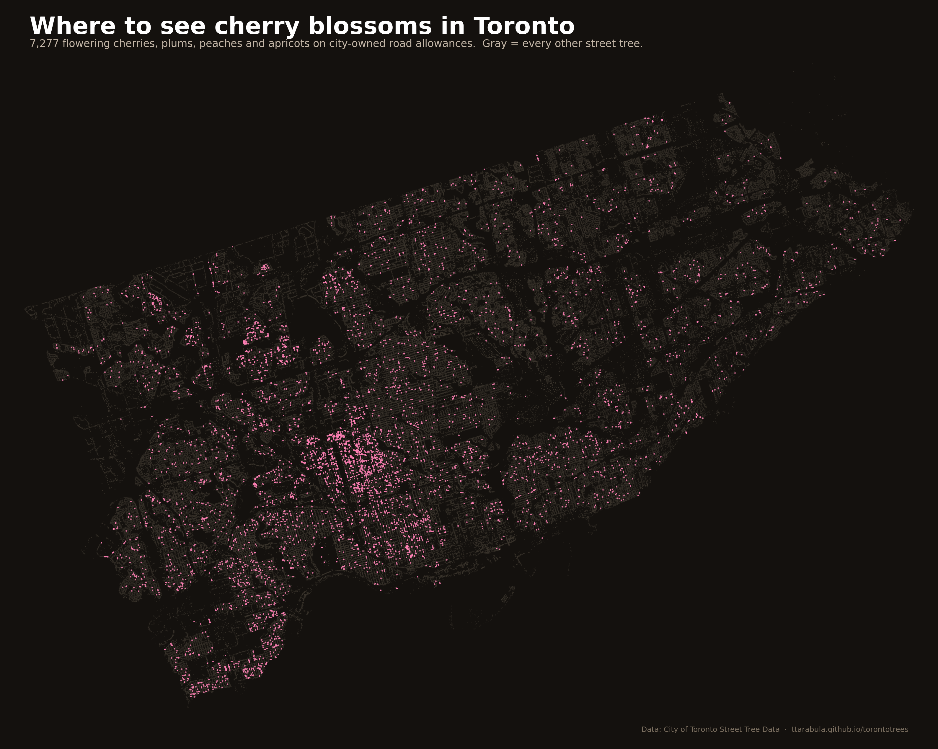 Map of Toronto showing cherry blossom locations as pink dots, heavily clustered in the west end.