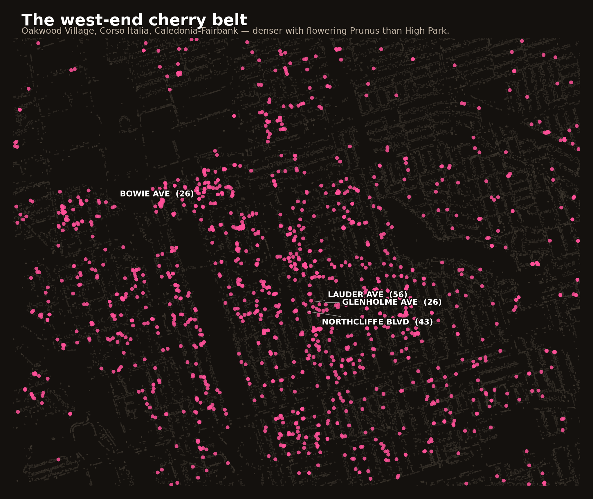 Zoomed-in map of Toronto's west end between St Clair and Eglinton, Dufferin to Jane, showing hundreds of pink dots marking cherry-blossom trees with labels for the densest streets (Lauder Ave, Northcliffe Blvd, Glenholme Ave, Bowie Ave, Symington Ave).