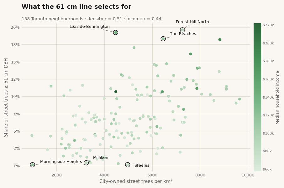 Scatter plot of Toronto neighbourhoods showing the share of street trees over 61 cm rising with street-tree density, coloured by median household income.