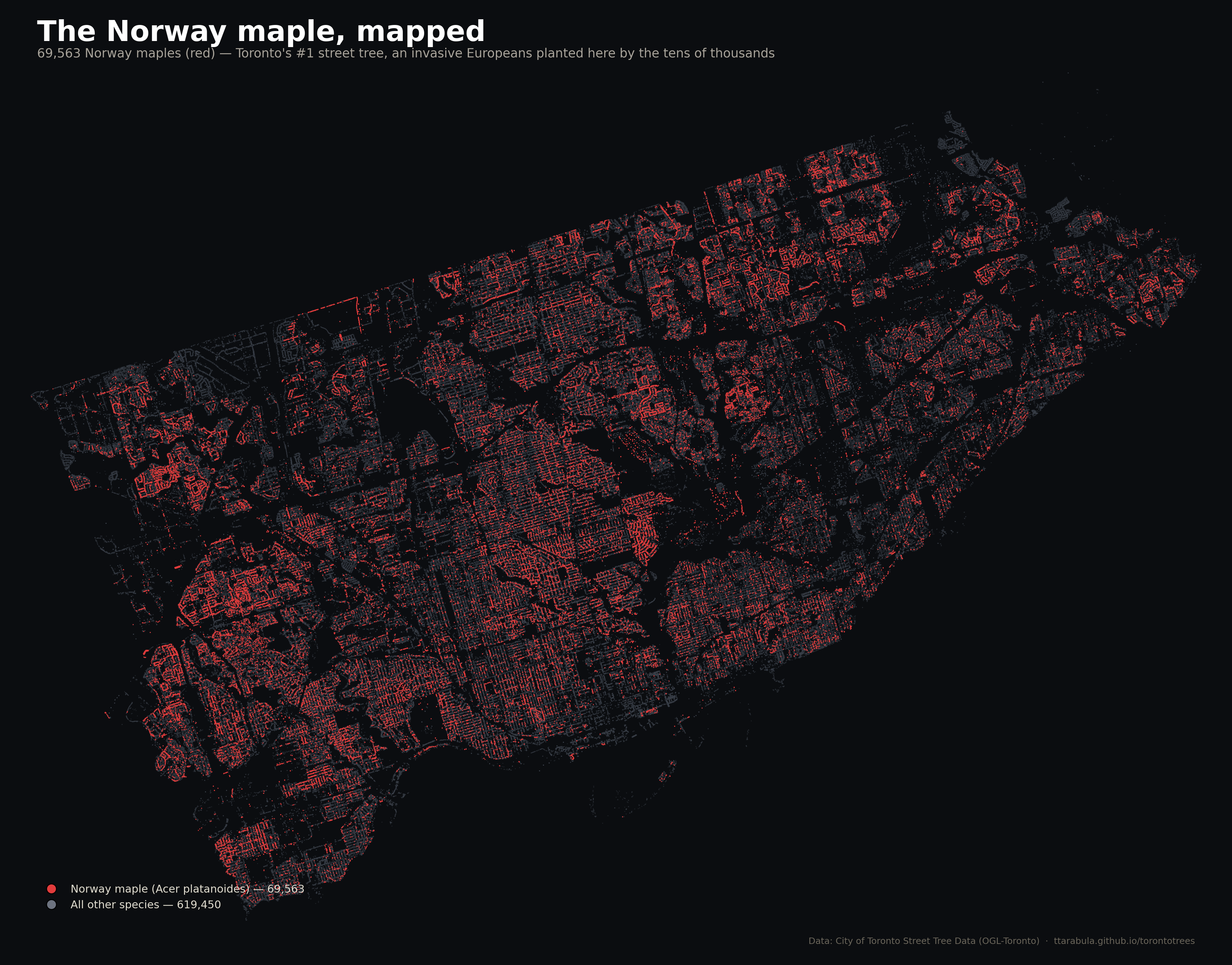 Same Toronto map, but only Norway maples are highlighted in red; every other tree is a dim gray. The red dots form a thick cloud across most of residential Toronto, thinning out in the downtown core, industrial waterfront, and newest-built suburbs.