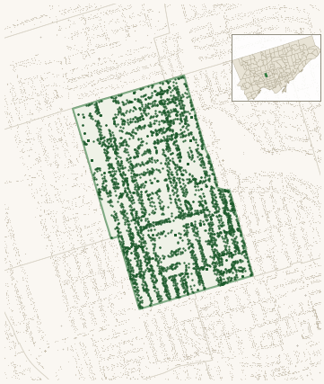 Map of Oakwood Village showing the neighbourhood outlined in green with every city-owned street tree as a dark-green dot, plus a locator inset showing its position in Toronto.