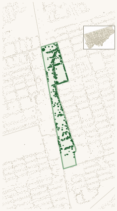 Map of Yonge-Doris showing the neighbourhood outlined in green with every city-owned street tree as a dark-green dot, plus a locator inset showing its position in Toronto.