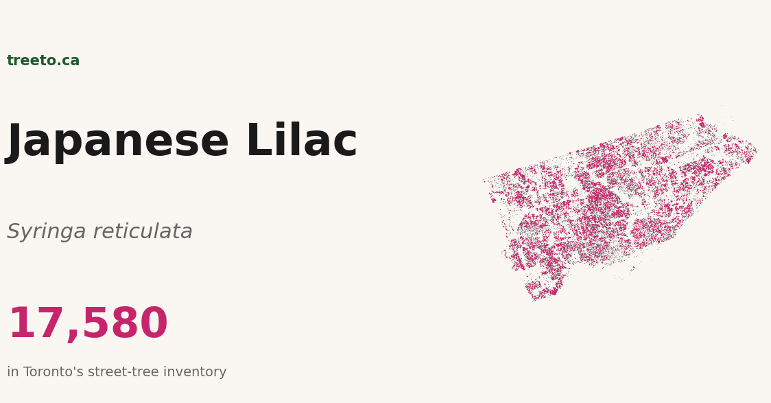 A treeto.ca social card showing the Japanese tree lilac, with a small distribution map of Toronto.